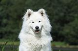 SAMOYEDE 011